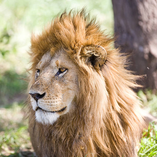 雄アフリカンライオンのセレンゲティ ストックフォト