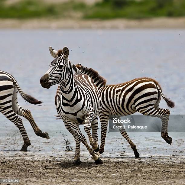 Zebre Nel Serengeti - Fotografie stock e altre immagini di Africa - Africa, Ambientazione esterna, Animale
