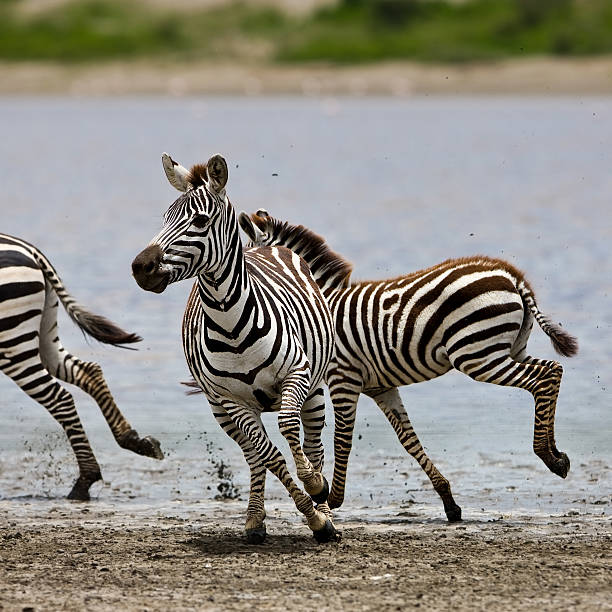 istock Zebras in the Serengeti 152173039
