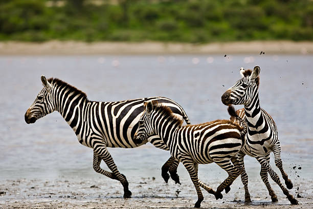 istock Zebras in the Serengeti 152173062