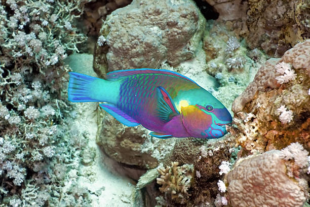 Underwater profile of rainbow colored Parrotfish Parrotfish on the coral reef parrot fish stock pictures, royalty-free photos & images