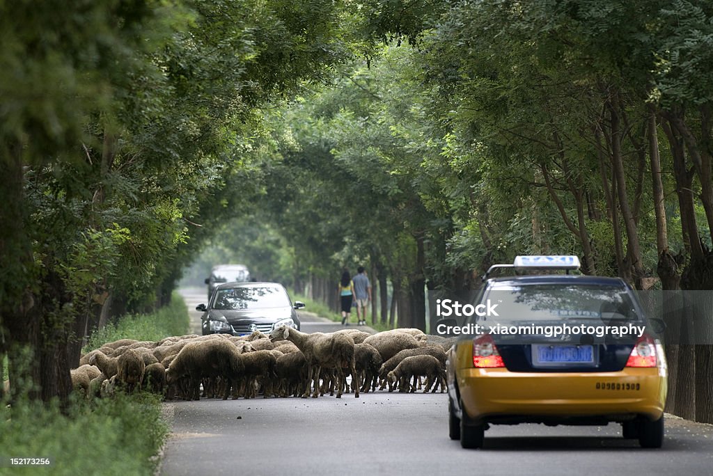 Owce w drodze - Zbiór zdjęć royalty-free (Humor)