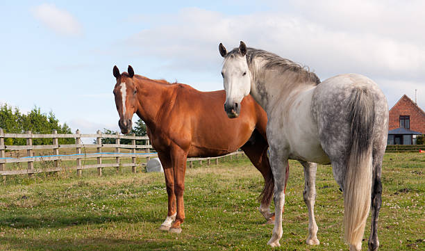 Two horses looking towards camera in paddock stock photo