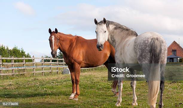 Two Horses Looking Towards Camera In Paddock Stock Photo - Download Image Now - Horse, Senior Adult, Agricultural Field