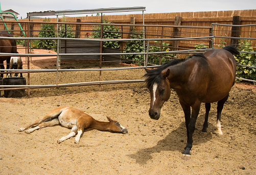 A mother horse and her baby spend a lazy day on the farm. The youngster is all sprawled out for a nap.