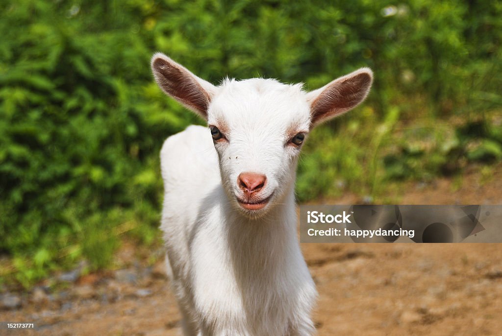 Sorrindo de cabra - Foto de stock de Agricultura royalty-free