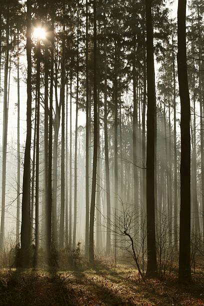 misty forest ao amanhecer - illuminated vertical shadow focus on shadow imagens e fotografias de stock