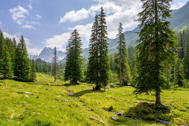 Beautiful landscape with a clearing in the mountains with some horses and a small river. Silbertal, Montafon, Vorarlberg