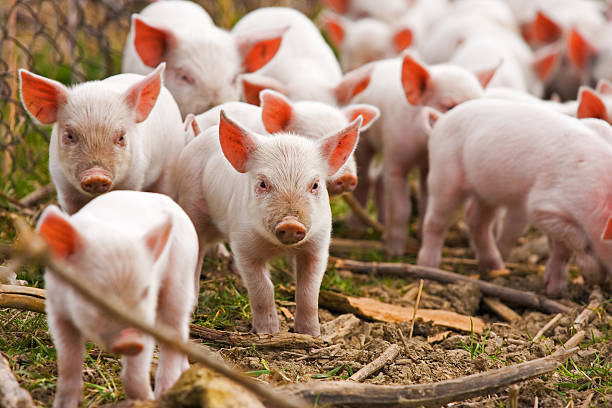 istock A herd of piglets walking through the forest 152174199