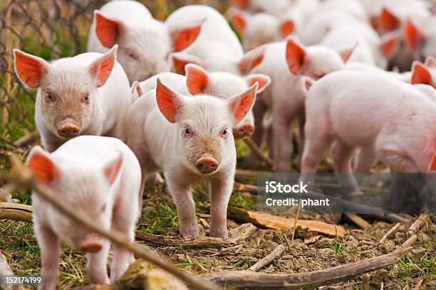 Foto de Leitões e mais fotos de stock de Animal - Animal, Carne de Porco, Cena Rural