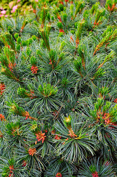 pine flores - piny fotografías e imágenes de stock