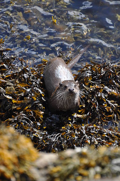 istock Otter, Highlands of Scotland 152174302