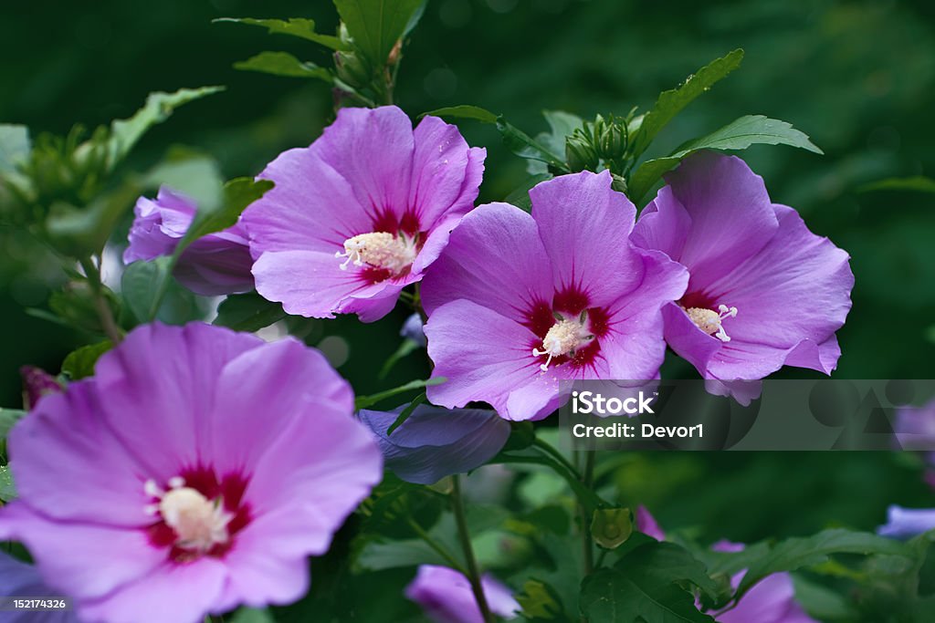 Hibiscus flower Hibiscus flower in the natural background Bush Stock Photo