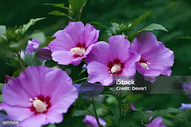 Hibiscus Flower Stock Photo - Download Image Now - Bush, Extreme Close-Up, Flower Head