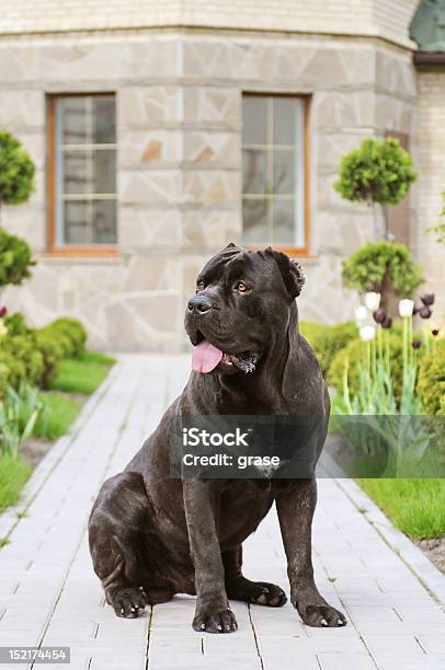 Foto de Retrato De Um Cão De Guarda e mais fotos de stock de Cão - Cão, Força, Grande