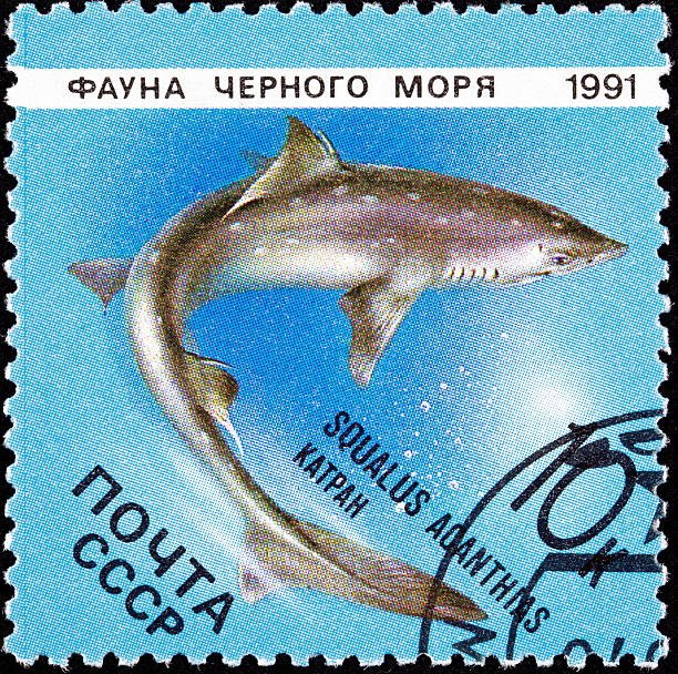 annullato sovietico russia francobollo postale spinarolo squalo, squalus acanthias - spinarolo immagine foto e immagini stock