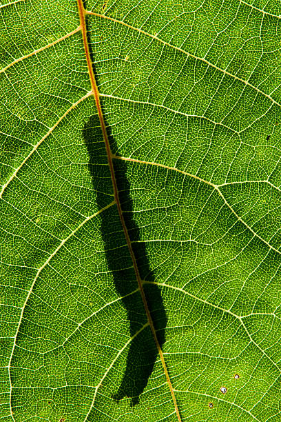 Caterpillar - foto de stock