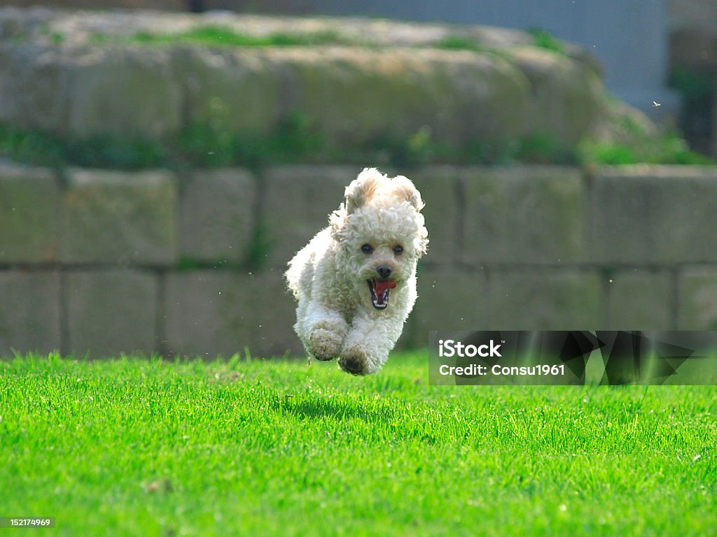 De correr - Foto de stock de Perro libre de derechos