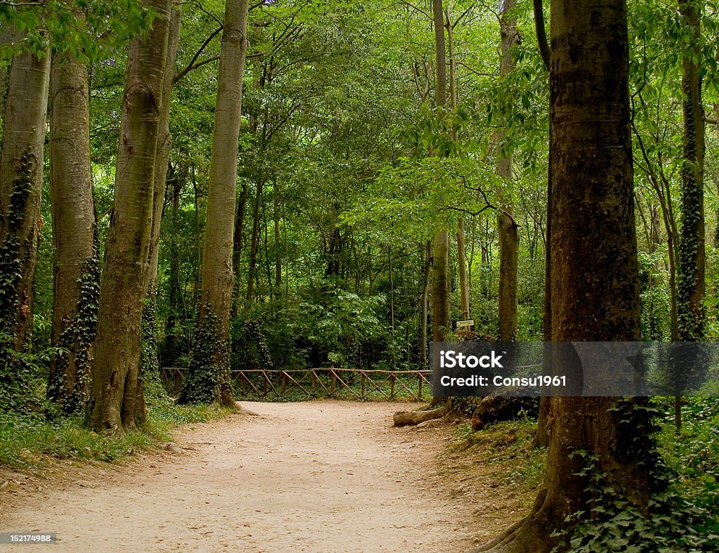 Bosque - Foto de stock de Monasterio de piedra libre de derechos
