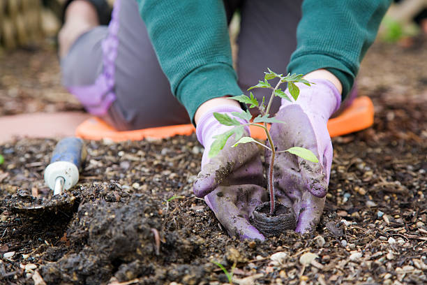 istock Gloved hands planting a small plant into the soil  152175038