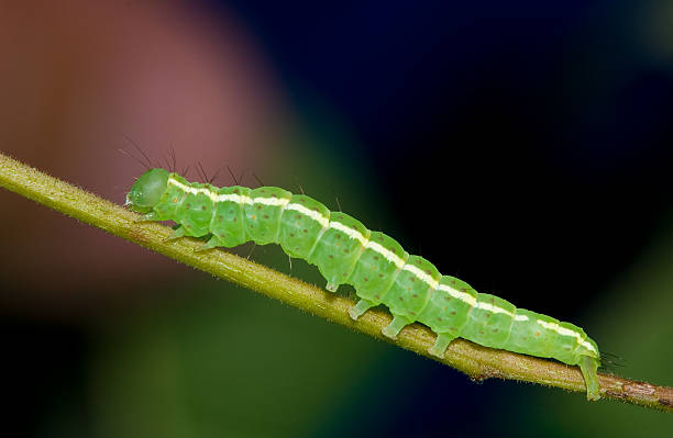 Verde caterpillar - foto de stock