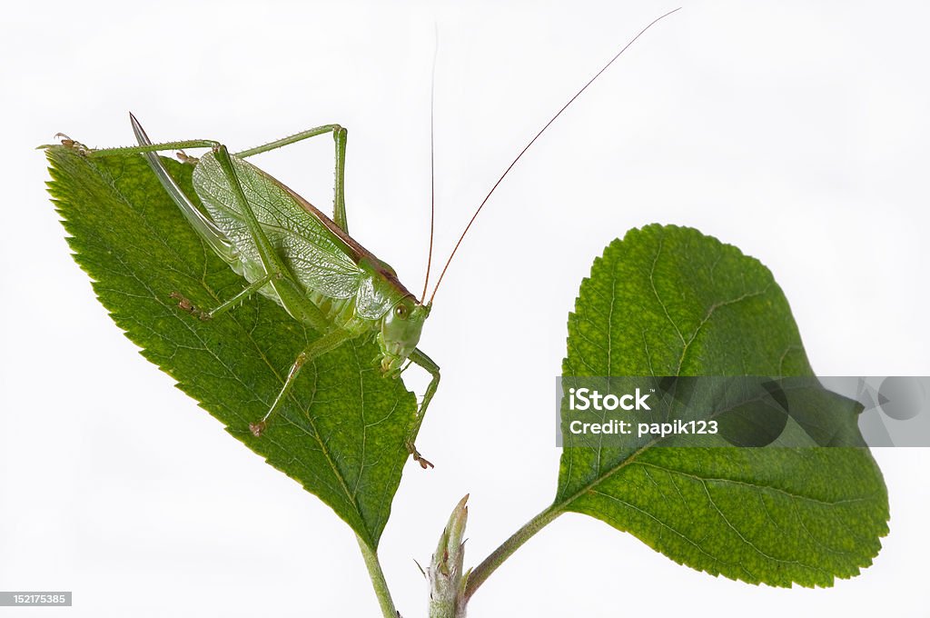 Саранча - Стоковые фото Giant Grasshopper роялти-фри