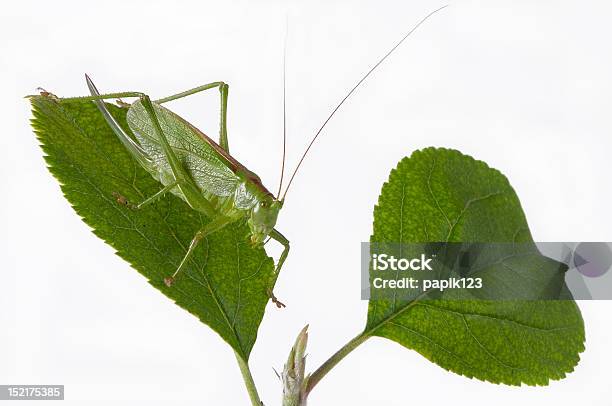 Саранча — стоковые фотографии и другие картинки Giant Grasshopper - Giant Grasshopper, Белый, Ботаника