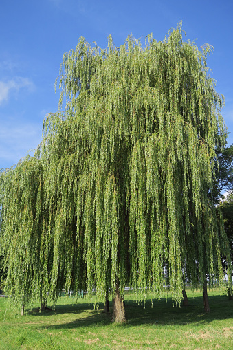 Weeping willow tree.