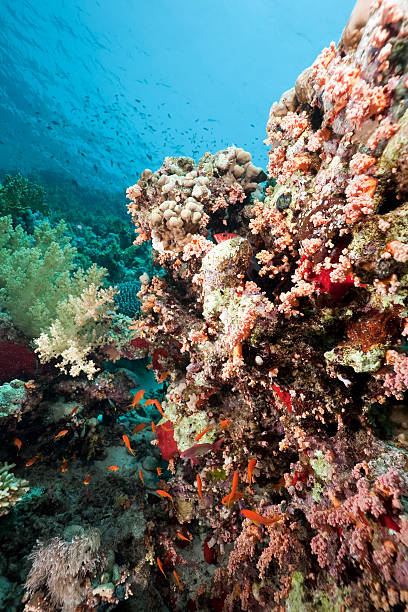 istock Coral and fish in the Red Sea 152176651