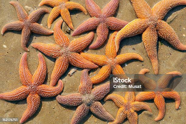 Photo libre de droit de Étoile De Mer Sur Le Sable banque d'images et plus d'images libres de droit de Au-dessus de - Au-dessus de, Dessus, France