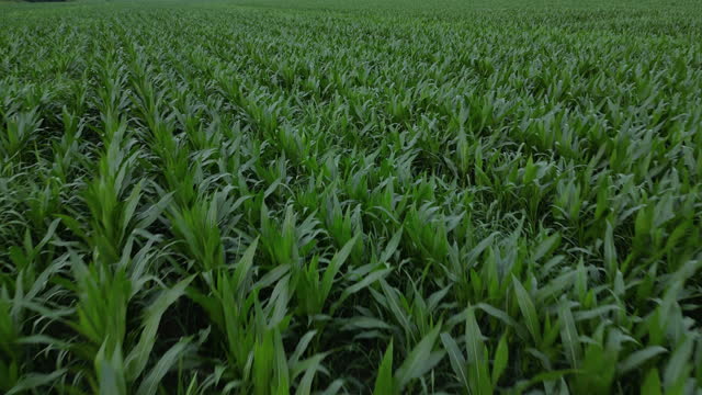 Corn crop drone scene on farm