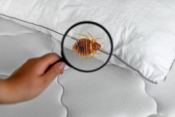 Magnifying glass detecting bed bugs on mattress Magnifying glass detecting bed bugs on mattress parasite infestation stock pictures, royalty-free photos & images