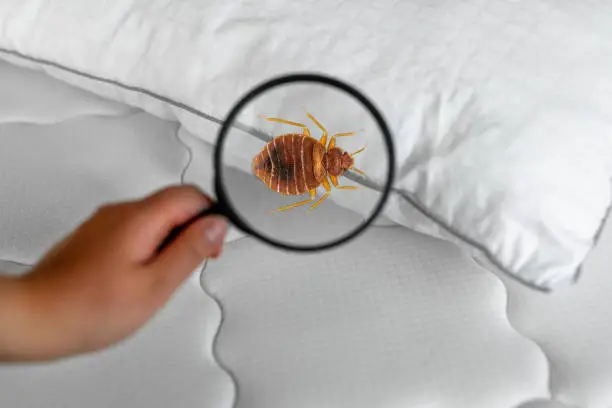 Photo of Magnifying glass detecting bed bugs on mattress