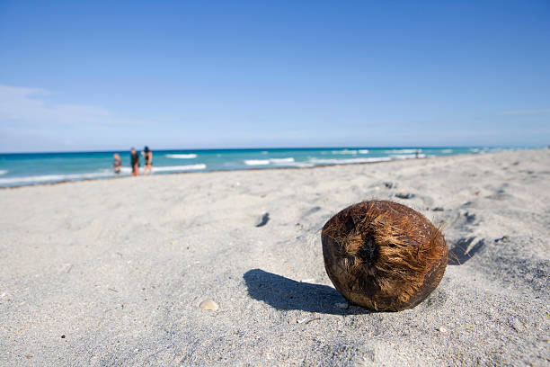Lonely coconut on the beach stock photo