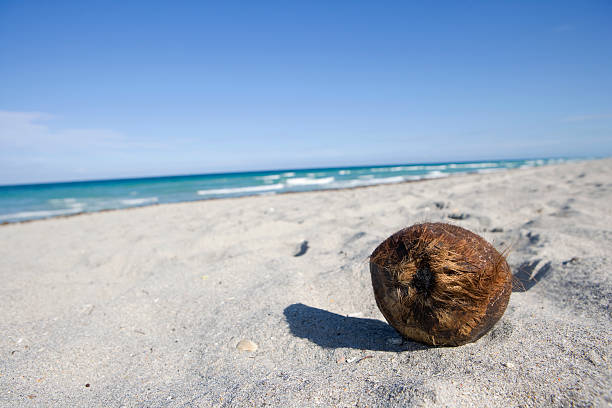Coconut lying on a white sand beach stock photo