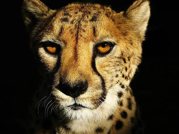 Photo of Portrait photograph of a cheetah's head on a dark background