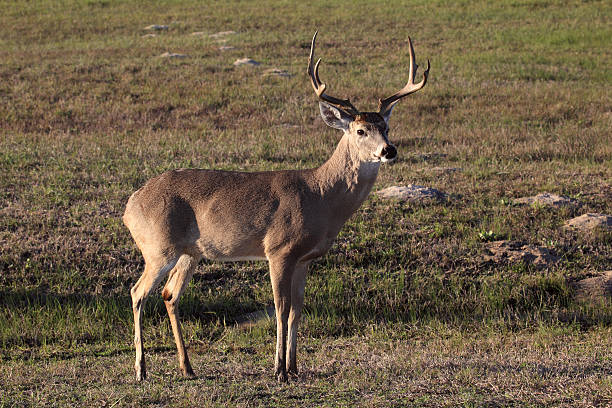 istock Male Whitetail Deer 152177195