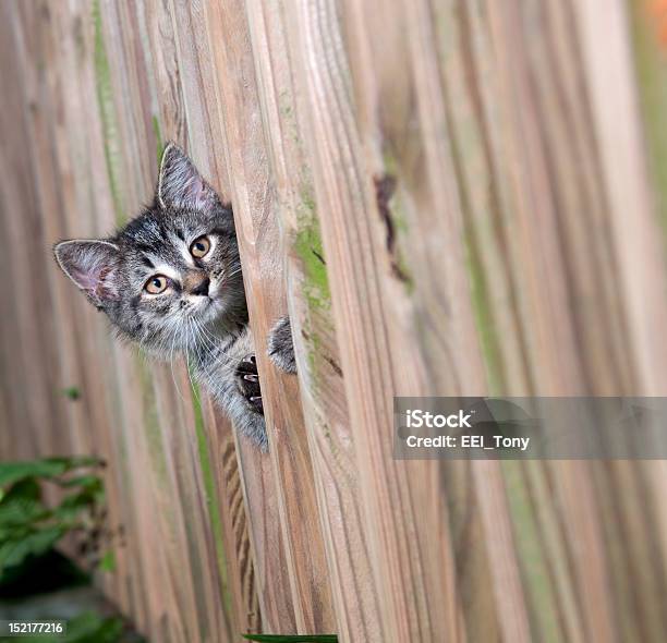 Foto de Linda Tabby Um Gatinho Espreitando Através De Um Muro e mais fotos de stock de Animal