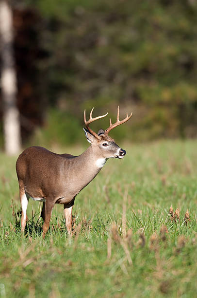 istock Whitetail deer buck standing in open meadow 152177248