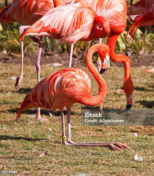 Roter Flamingo Sitzt Auf Gras Stockfoto und mehr Bilder von Afrika - Afrika, Bildhintergrund, Farbton