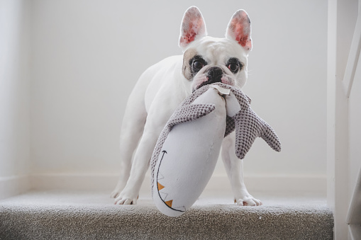 French Bulldog playing with shark dog toy on the stairs