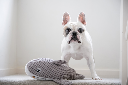 French Bulldog playing with shark dog toy on the stairs