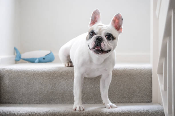 istock Cute Frenchie dog playing on the stairs 1521775839
