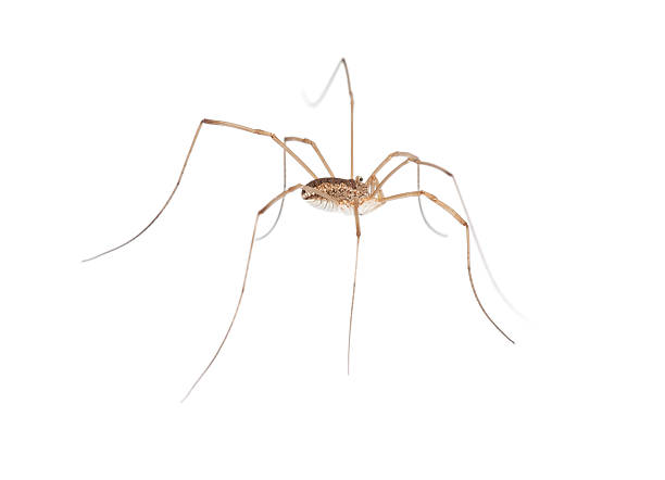 istock macro of long legs spider 152177763