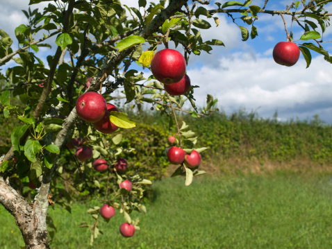 Several red apples hanging on the tree. Focus on the foreground.