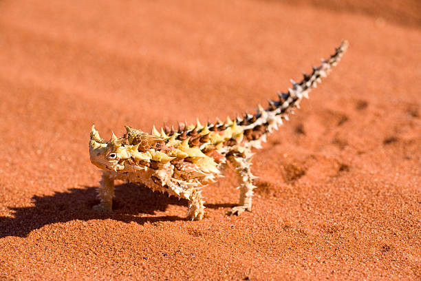 heikle devil - thorny devil lizard stock-fotos und bilder
