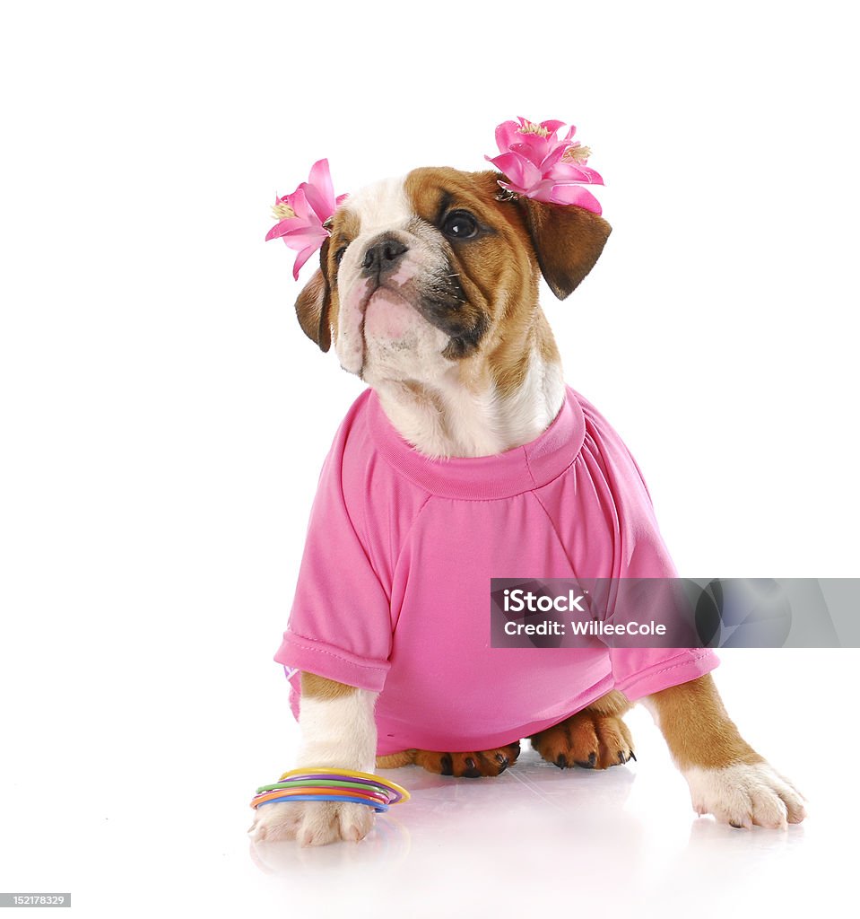 female puppy adorable english bulldog puppy wearing pink with reflection on white background Dog Stock Photo