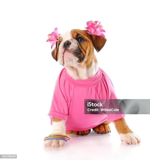 Female Puppy Stock Photo - Download Image Now - Dog, Puppy, White Background