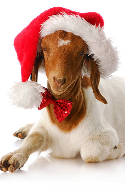 christmas pet stock photo