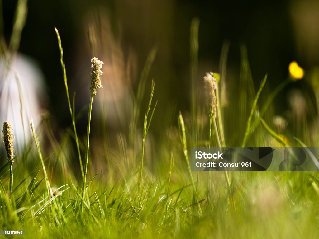 Hierba - Foto de stock de Brizna de hierba libre de derechos